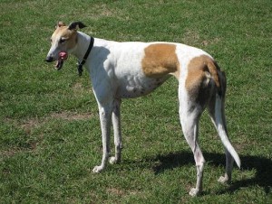 Mercato delle scommesse e maltrattamento dei Greyhounds, cani di rara bellezza